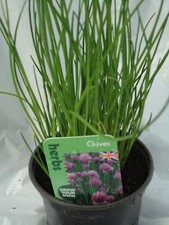 Chives herb plant loved by Bees Butterflies 9cm Pot