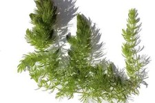Hornwort Pond Plant   Oxygenating Floating Plant for Outdoor Ponds   BUY 2 GET 1