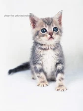 Chinese 100% real natural silk thread,su hand embroidery kits:cute kitty cat 