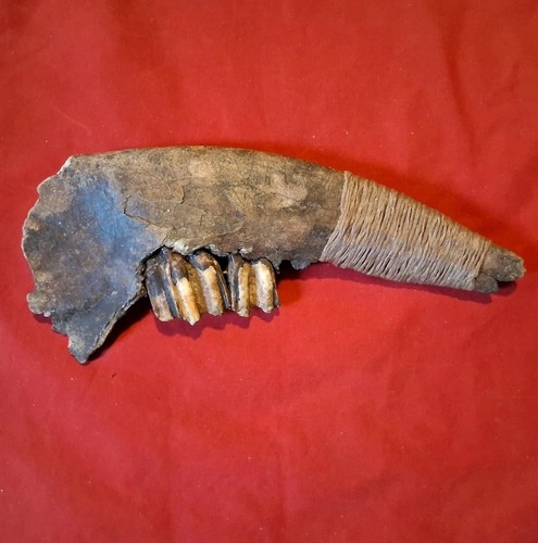 10" Lakota "Fossilized Bison" War Club