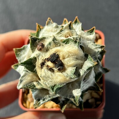 A4-1104. Cactus... Bravoanus (flowering size) (Grafted)