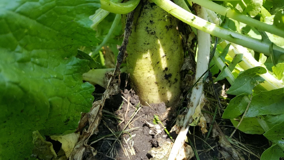 JACKPLOT CIERVOS Y VIDA SILVESTRE Parcela de comida Semilla 5 libras (1 acre) Nabo, Trébol, Brassica Foto 4 de 4