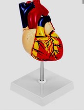 Anatomical Human Heart Model on Stand for Medical Training and Cardiology