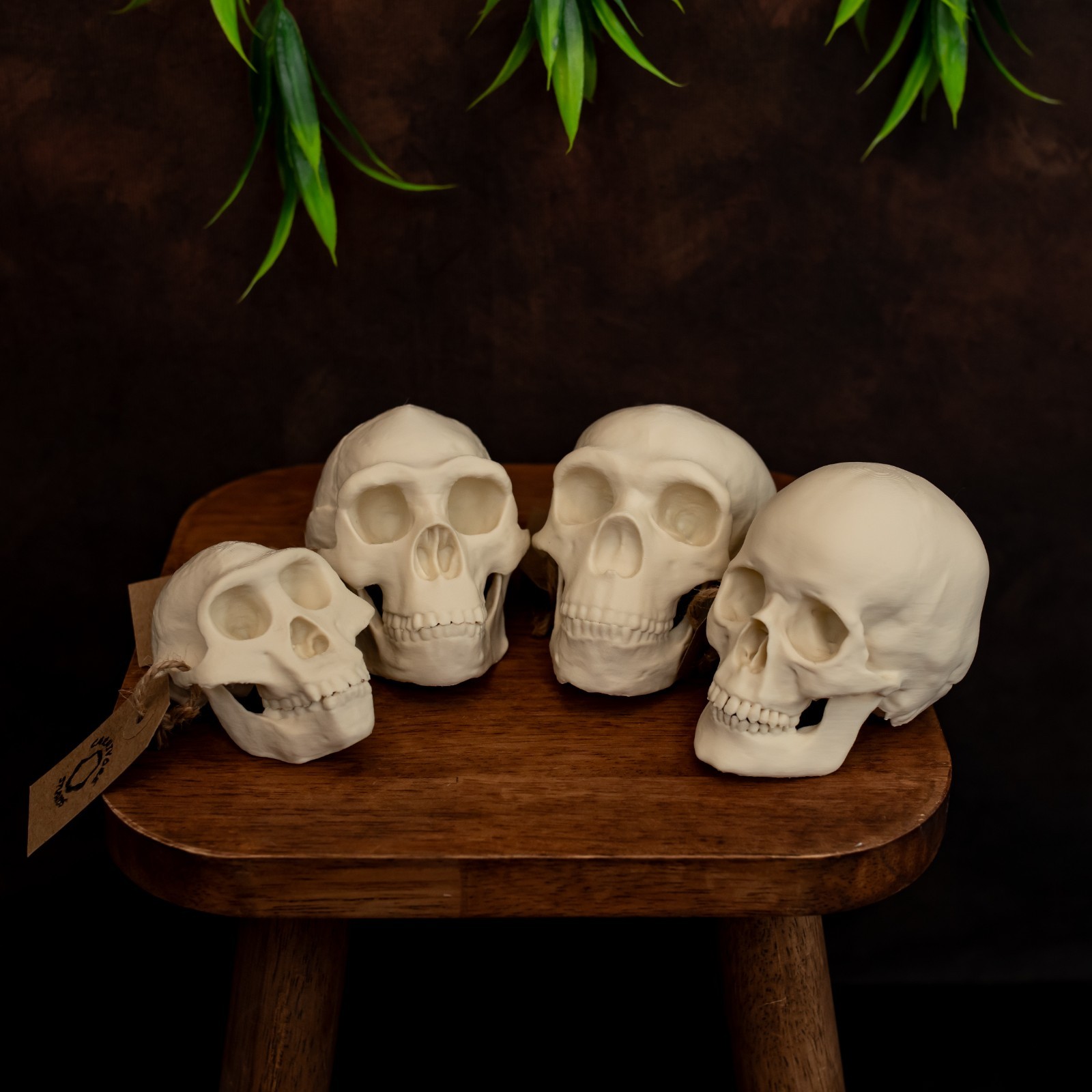 Human Skull Evolution Set – Lucy to Neanderthal And Us – 4 Replica Skull Bundle