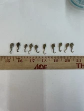 Pygmy Seahorse, Vintage, 10 Seahorse