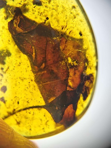Fossil amber Insect Burmese burmite Cretaceous Red Leaf insect Myanmar