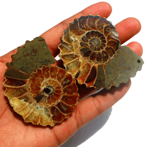 2 Pcs Natural Ammonite Fossil Pair 67mm-69.8mm Untreated Loose Gemstones~ 142.3g - Picture 12 of 17