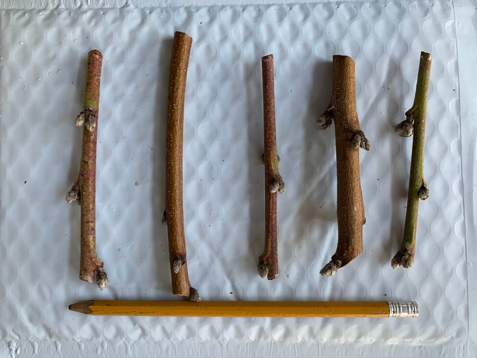 Nectaplum scions/cuttings Nectarine X Plum hybrid eBay