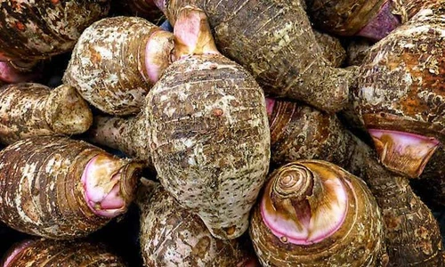 Taro Seeds Purple Guppy Colocasia esculenta Elephant Ear Plant Purple Guppy Taro