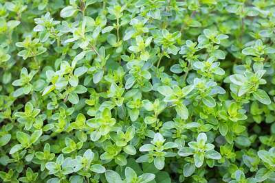 1000 Common GARDEN THYME English, German, French, or Winter Thymus Vulgaris Herb