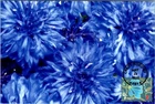Dr Jim Stamps 2011 Garden Of Love Blue Flower First Day Issue Photo Paper Card