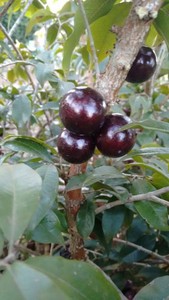 Plinia sp. "Z4 Hybrid" Jaboticaba
