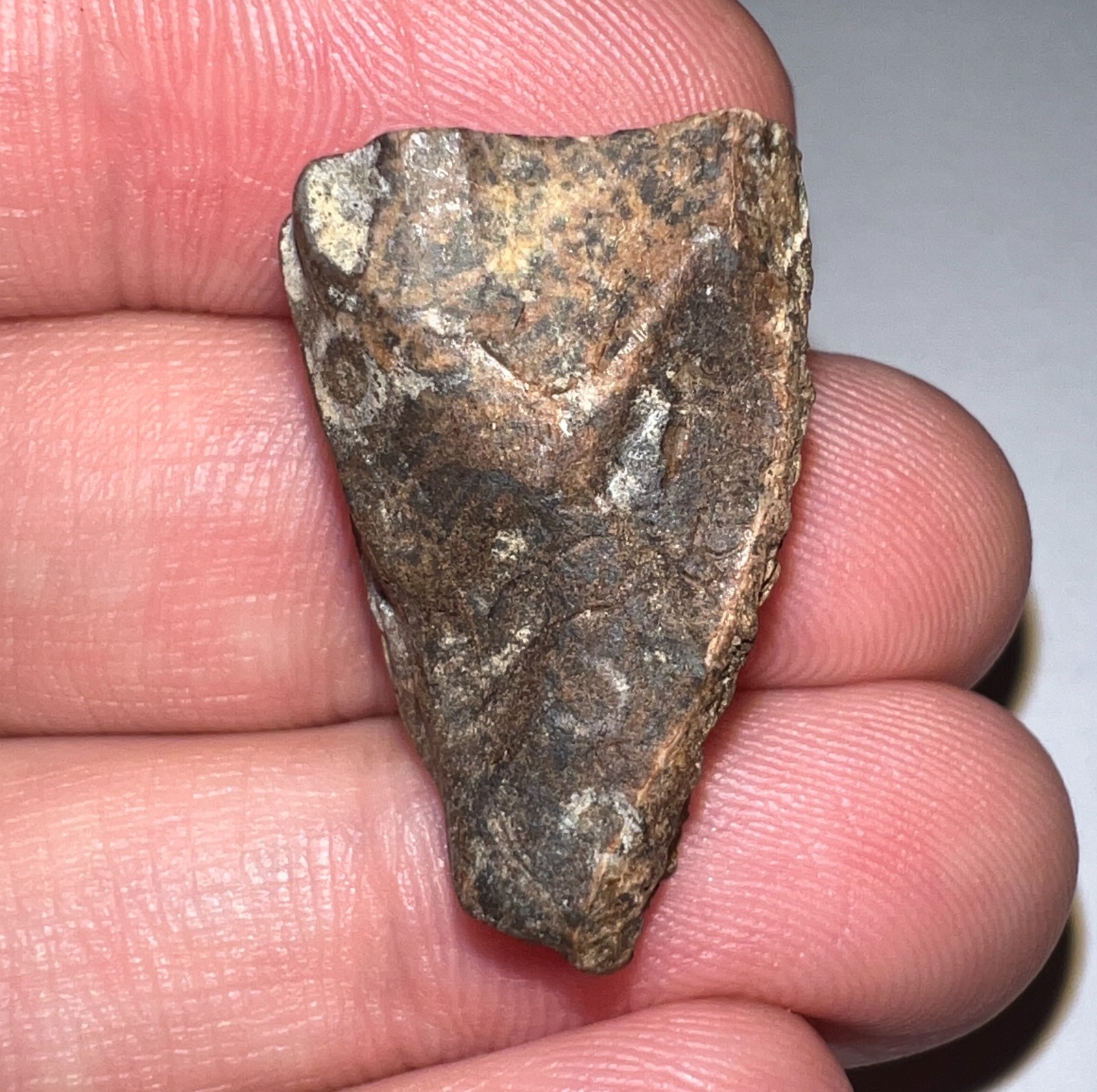 FRAMED HUGE TRICERATOPS or TOROSAURUS Fossil Dinosaur Tooth 1.05 Inches!