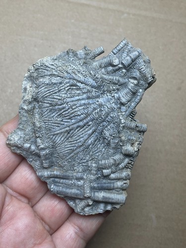 84g beautiful Triassic Natural crinoid specimen Geologic rock - Picture 6 of 19