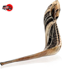 Kosher Ram Shofar Horn from Israel 12  -14" Traditional Half Polished Ram Shofa