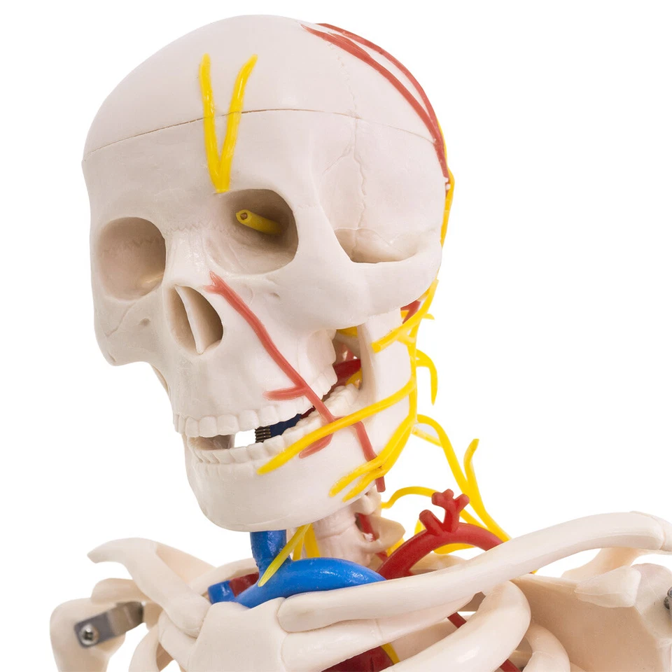 Anatomie Modell Skelett Nerven Arterien Menschliches Skelett klein 87 cm medmod - Bild 3 von 4