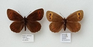 A PAIR OF BRITISH SCOTCH ARGUS FROM ARNSIDE CUMBRIA