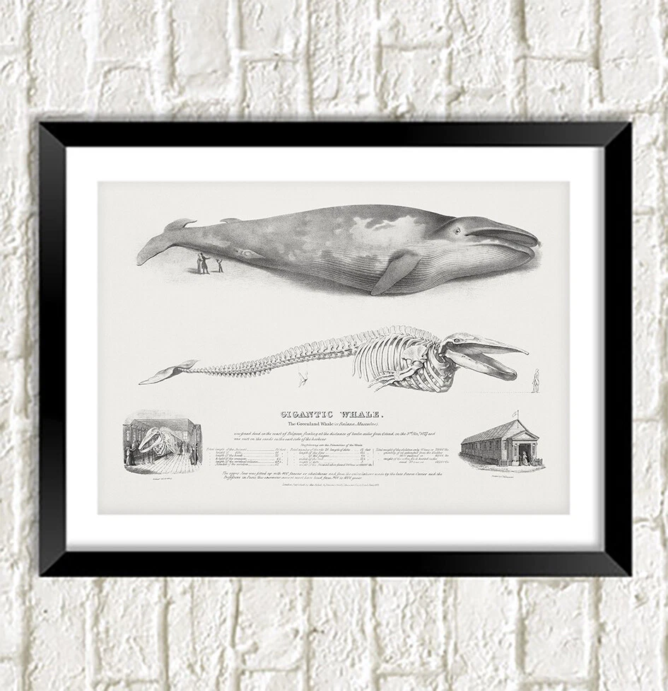 Blue Whale Pictures To Print
