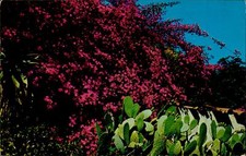 CE5425 bougainvillea and cactus in a garden california usa