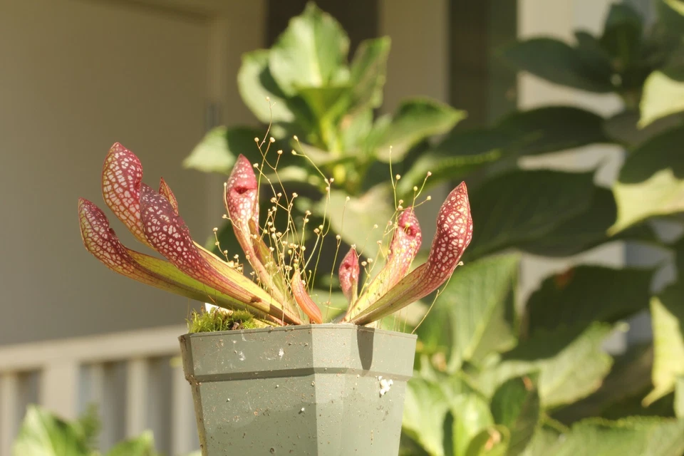 Planta de jarro carnívora VIVA (Sarracenia "Scarlet Belle") amigável para iniciantes - Imagem 2 de 4