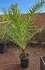 Canary Island, Date / Pineapple Palm Tree, Phoenix Canariensis 11+ Yrs 52+ inchs