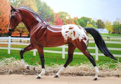 Peter Stone Trad TWH DAH Glossy Bay Blanket Appaloosa with Blue Eyes!