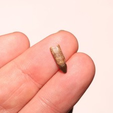 Rooted Crocodile Tooth - Gorgeous Dinosaur Age Fossil - Hell Creek Formation