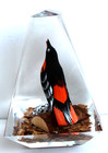 Vintage Hand Carved Painted Oriole Bird Lucite/acrylic Unique Canada Paperweight — photo 2