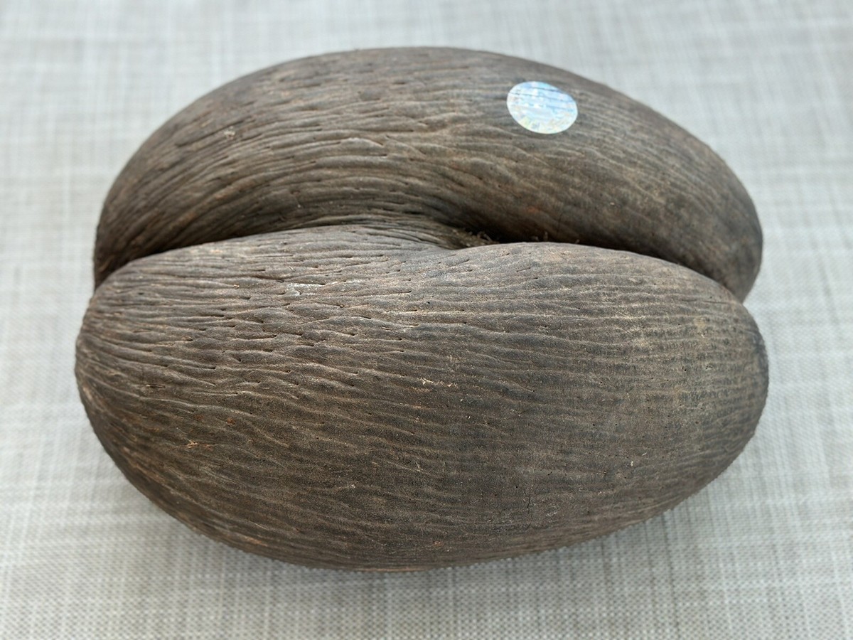 Coco de Mer Nut Seychelles Collectable Rare Natural Valleè de Mai