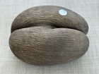 Coco de Mer Nut Seychelles Collectable Rare Natural Valleè de Mai