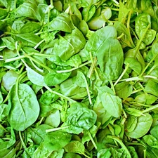 Italian Leaf Basil Seeds | Non-GMO | Heirloom | Fresh Garden Seeds