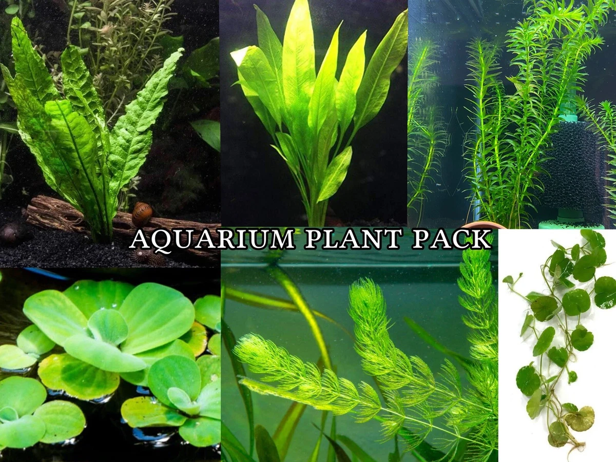 Beginner Friendly Easy Aquatic Plant GREENS Pack Fish Tank Aquarium Live  Plants