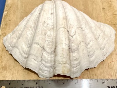 large clam sea shell, 9 1/2'' X 7''as natural as the day it came out of the water