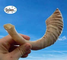14" Kosher Jewish SHOFAR, Ram Horn Rosh Hashanah Yom Kippur Synagogue, Judaica
