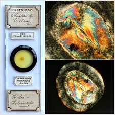Clarke & Page Antique Microscope Slide. Whisker of Walrus