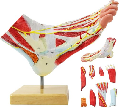 #ad Natural Large Foot Anatomical Model 9 Parts with 81 Digital Signs and Correspond $145.59