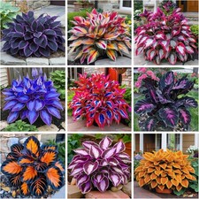 200 Hosta Seeds for Planting - Perennial Hosta Seeds Outdoor Garden Attract ...