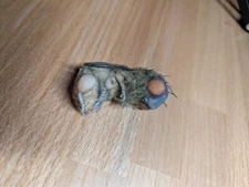 Art Doll OOAK Original Handmade Fruit Fly