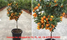 Kumquat Tree Plant Nagami Fortunella Margarita Fruiting Grafted 4'' Pot Size