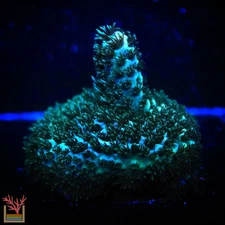 Metallic Green Millepora