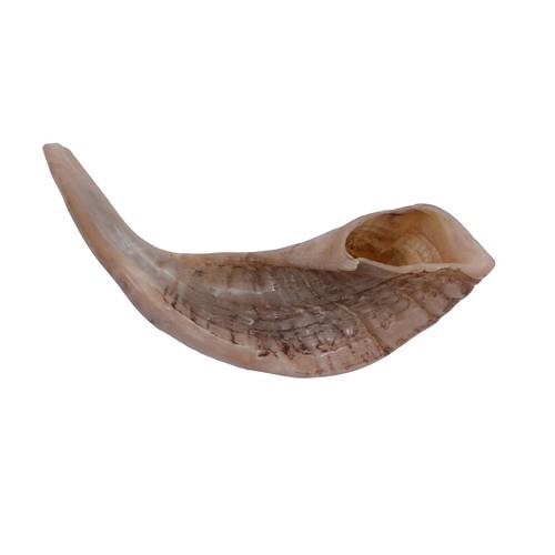 Ram Rams Horn SHOFAR Sale For Natural Shofars 12''14 Kosher Chofar
