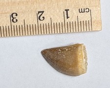 70 Million year old Dinosaur age Late Cretaceous Fossil MOSASAUR TOOTH (#B1878)