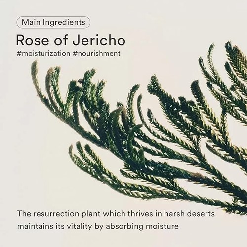 ABIB JERICHO ROSE CRÈME NUTRITION TUBE 30 ML - Picture 5 of 5