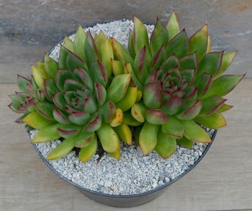 Echeveria agavoides x pulidonis | Hybrid | Surreal Succulents - Picture 3 of 4