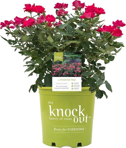 Knock Out Reblooming Rose - Vibrant Cherry Red Blooms for Effortless Beauty - Picture 3 of 8