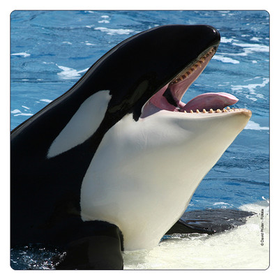 Kühlschrank - Magnet: Orca - Schwertwal - Killer Whale - épaulard
