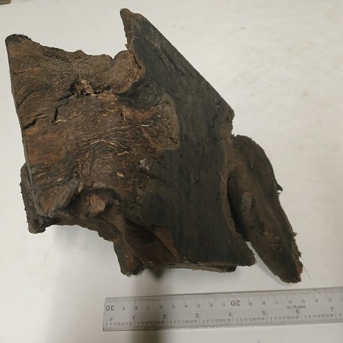 1 Stück irisches Mooreichenholz - Aquarium / Uhr - Größe relativ zum Maßstabsregel - Bild 5 von 6
