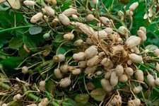 Virginia Jumbo Peanut Seeds, NON-GMO, **UNSHUCKED**, Peanut Butter, FREE SHIP