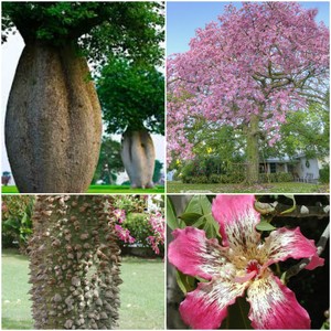 chorisia speciosa