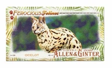  2016 Topps Allen and Ginter Mini Ferocious Felines #FF13 Ocelot
